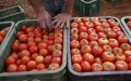 La invasión del tomate marroquí : Europa en alerta ante el declive de su producción