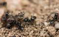 Invasión en Francia : Hormigas mediterráneas asedian pueblo y resisten insecticidas