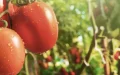 La invasión marroquí de frutas y verduras desafía a los agricultores franceses