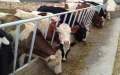 ¿Leche marroquí en los estantes españoles ? La ira crece entre los agricultores