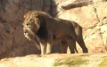El león del Atlas : Mito o realidad en las montañas de Marruecos