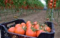 Madrid se niega a abandonar a Marruecos y 11.000 agricultores españoles dicen pagar el precio