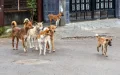 Manadas de perros incontrolables en Marrakech