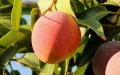 Las mangos malienses invaden masivamente Marruecos, prohibidos en Europa
