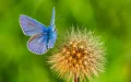 Mariposa marroquí rompe récord genético : 229 cromosomas desafían la ciencia