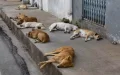 Marrakech : 70 millones al año para combatir perros callejeros sin éxito