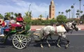 Marrakech : El oscuro precio del turismo en carruaje para los caballos