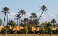 Marrakech se rebela : La polémica plantación de palmeras desata críticas sobre política ambiental