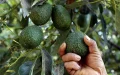 Los marroquíes, "son un Ferrari en términos de producción