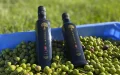 Marruecos abre sus puertas al aceite de oliva brasileño ante la crisis de producción nacional