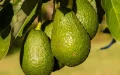 Marruecos : los aguacateros luchan contra el calor de 40 grados