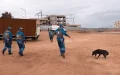 En Marruecos, alimentar a un perro callejero podría salirte caro