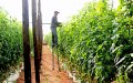Marruecos apuesta por el agua desalinizada : salvación agrícola a precio de oro