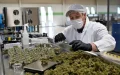 Marruecos apuesta por el cannabis medicinal : nueva zona económica en Al Hoceïma
