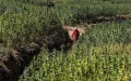 Marruecos apuesta por el cannabis medicinal : el nuevo motor económico que seduce a Europa