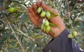 Marruecos apuesta por olivos españoles ante la crisis climática y el alza del aceite