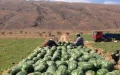 Marruecos arrasa cultivos ilegales de sandía en Zagora : Operativo sorpresa contra agricultores