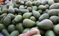 Marruecos bate récord : exportaciones de aguacate alcanzan cifras históricas pese a sequía