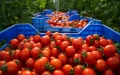 Marruecos bate récords : El auge del tomate marroquí revoluciona el mercado global