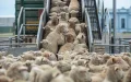Marruecos busca importar 100.000 ovejas australianas : Delegación oficial negocia acuerdo histórico