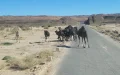 En Marruecos, camellos "fluorescentes" para evitar accidentes nocturnos