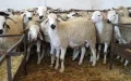 Marruecos celebrará el Eid Al-Adha 2024 el 17 de junio : Fechas clave y observación lunar