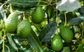 Marruecos en crisis : El cultivo de aguacate agrava la escasez de agua