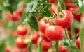 Marruecos desafía el liderazgo agrícola español en la UE : Tomates en el centro de la polémica
