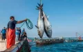 Marruecos desafía a la UE : Acuerdo pesquero con Rusia incluye aguas del Sáhara