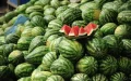 Marruecos desciende en producción de sandías : China lidera el ranking mundial