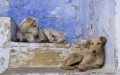 Marruecos desmiente plan de sacrificar perros callejeros antes del Mundial 2030