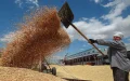 Marruecos diversifica sus importaciones de trigo : Rusia gana terreno frente a Francia