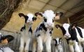 Marruecos elimina aranceles a carne y aceite para frenar la inflación alimentaria
