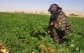Marruecos endurece control : 200 licencias de cannabis en riesgo por incumplimientos