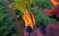 Marruecos : El gigante del fosfato que alimenta al mundo