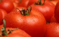 Marruecos : El gigante del tomate que desafía al mercado europeo