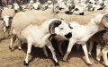 Marruecos : Impacto millonario por la suspensión del Eid Al-Adha