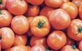 Marruecos impone arancel del 30% al tomate egipcio para proteger producción nacional