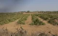 Marruecos impulsa la inversión : 12.000 hectáreas de tierras colectivas en Rabat-Salé-Kénitra