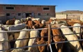 Marruecos impulsa su industria cárnica con importación masiva de terneros franceses