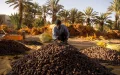 Marruecos impulsa su producción de dátiles : Retos y oportunidades ante el cambio climático