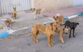 Marruecos intensifica la lucha contra perros callejeros : Plan nacional para proteger la salud pública