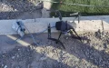 Marruecos intercepta dron narco en la frontera con Argelia : tecnología contra el tráfico