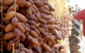 Marruecos lidera la importación de dátiles tunecinos : Deglet Nour domina el mercado
