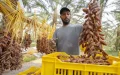 Marruecos lidera la importación de dátiles tunecinos pese a preocupaciones locales