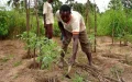 Marruecos lidera la revolución agrícola africana : Fertilizantes y seguridad alimentaria en foco