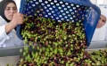 Marruecos : Lluvias recientes reavivan esperanzas en la producción de aceite de oliva