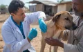 Marruecos lucha contra perros callejeros : Veterinarios se niegan a esterilizar