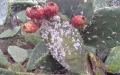Marruecos lucha contra la plaga que amenaza sus cactus : 15.000 hectáreas perdidas