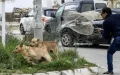 Marruecos en la mira : Polémica por presunta matanza masiva de perros callejeros antes del Mundial 2030